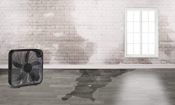 Best Basement water damage restoration  in Clisle, AR